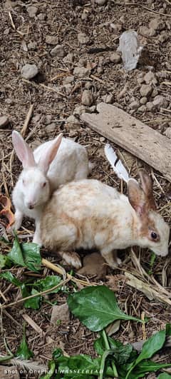 one male and 2 female rabbits available on whole sale