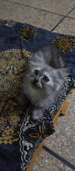 Kittens