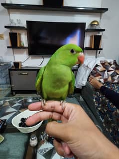 Friendly