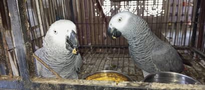 Grey Parrot Bonded Pair for sale