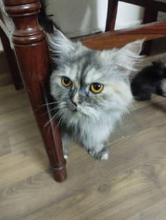Persian Cat for Sale