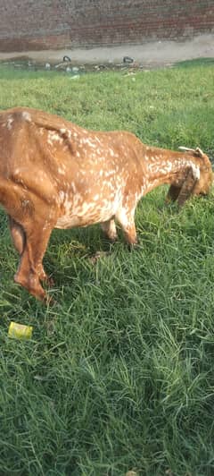 long hight makhi cheeni bakri for sel