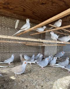 Common dove pathay