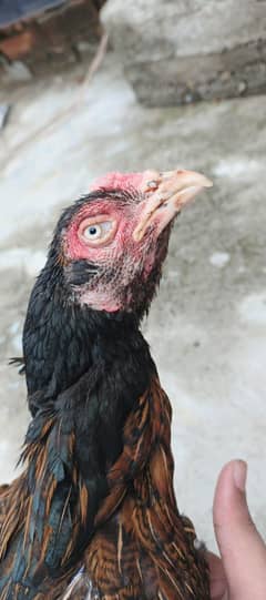 Aseel hens