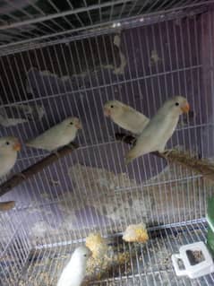 LOVEBIRD PATHE 6 MONTH FOR SELL