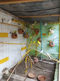 budgies