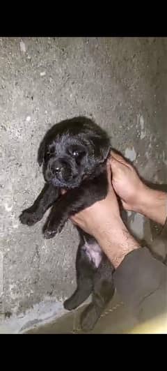 british labrador pup for sale