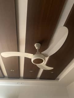 Fan,