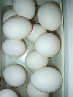 Black Bantam Eggs and desi eggs