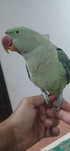 female raw parrot