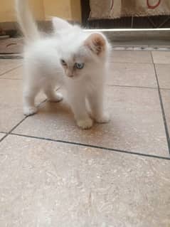 Persian Cat For Sale