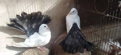 Black tail & Red tail available for sale