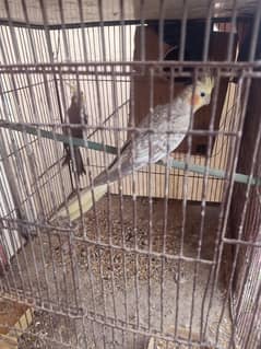 Cocktail breader pair for salesale with cage