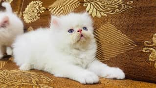extreme punch face male kitten