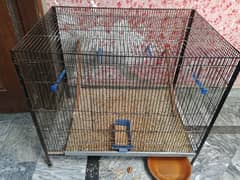 parrot
