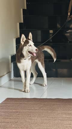 siberian husky