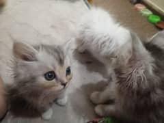 Persian cats