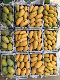 the world's tastiest Multani mangoes - CHUNSA! Sweet taste