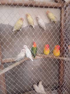 albino