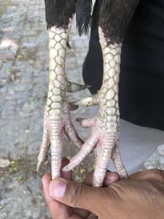 mianwali