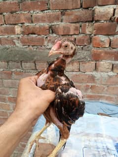 Dogar