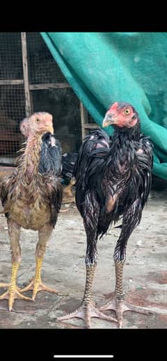 Shamo 5 months pathy for sale