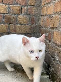 Persian cat male