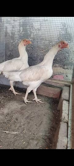 Heera aseel females |mianwalii|hera|white aseel|
