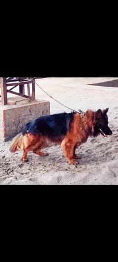 German Shepherd Long coat male