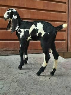 Lalpuri Bakri for sale with 2 female