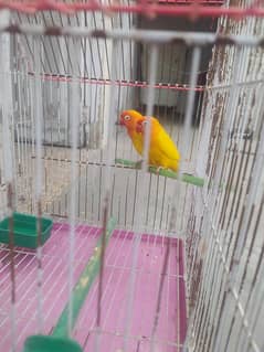 Latino parsnata