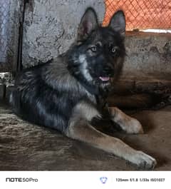 German