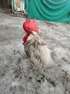 2 rooster 3 hens  Urgent sale