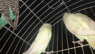 5 budgies,  1 male 4 female