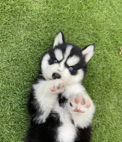 husky