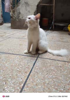 Persian
