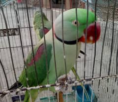 Raw parrot's