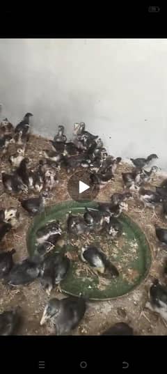 Australorp