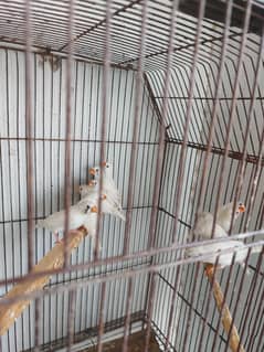 finches