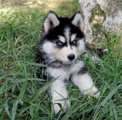 Siberian Husky puppy