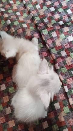 Persian