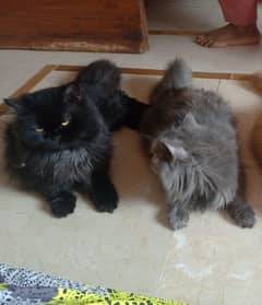 persian