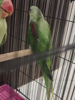 Raw Parrot