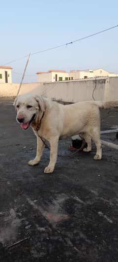 Labrador for sale
