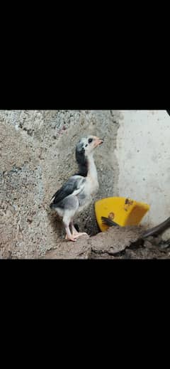 High Quality Shamo/Aseel Chick Available