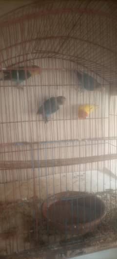 love bird bredar