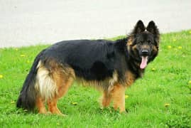 Gsd