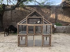 Cage of parrots