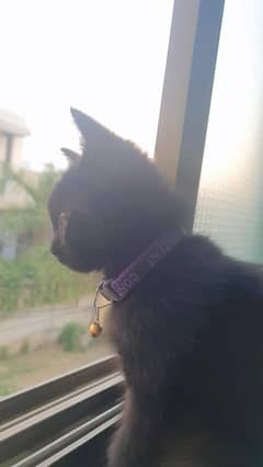 Black kitten male 5 months old