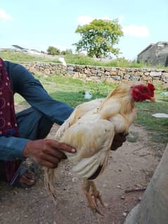 Parinde Sher